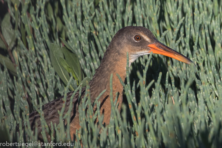 palo alto baylands